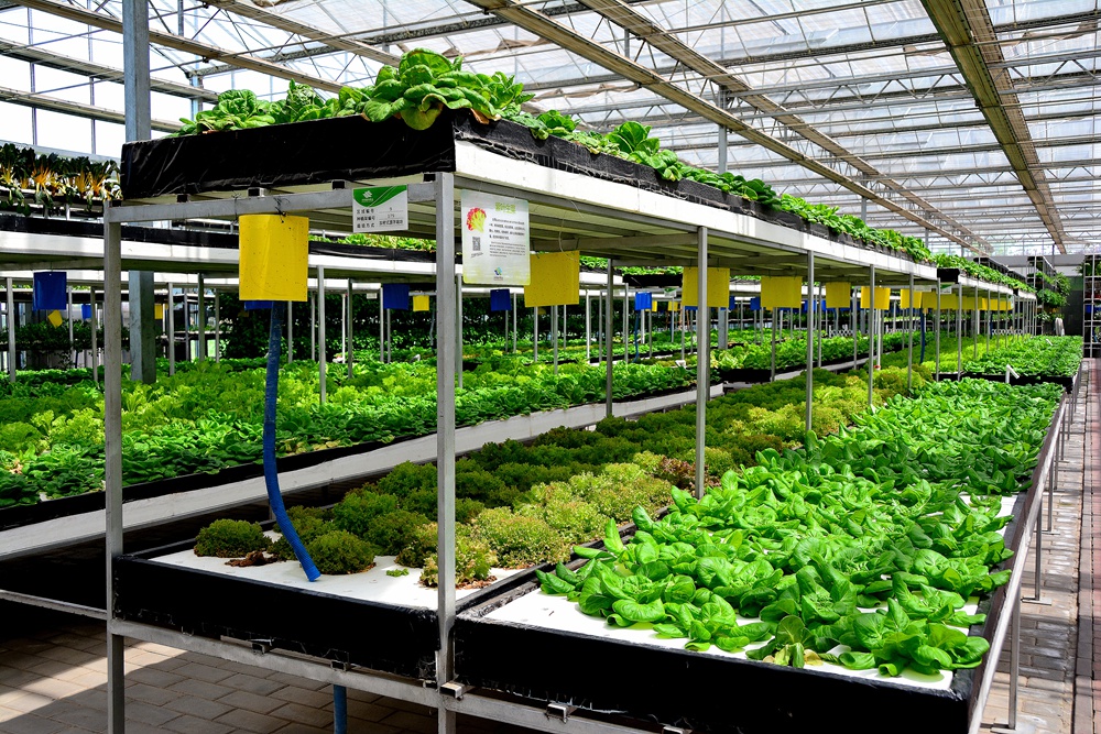 西安沣东农博园 (25).jpg