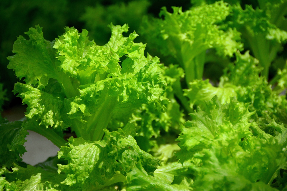 西安沣东农博园 (26).jpg