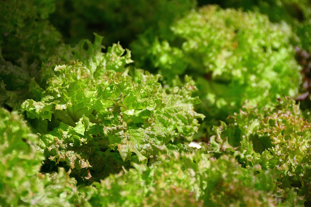 西安沣东农博园 (27).jpg