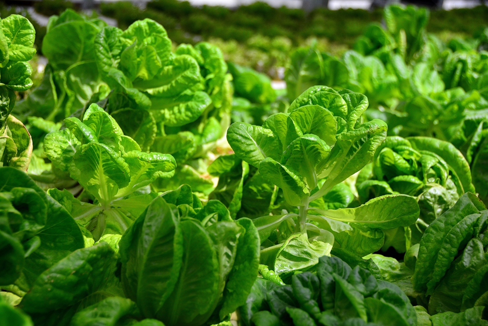 西安沣东农博园 (28).jpg