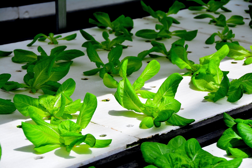 西安沣东农博园 (31).jpg