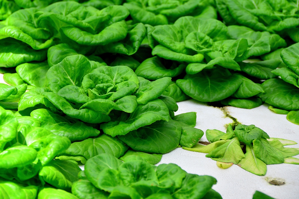 西安沣东农博园 (32).jpg