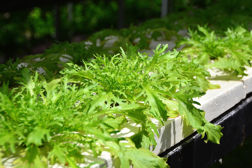 西安沣东农博园 (37).jpg