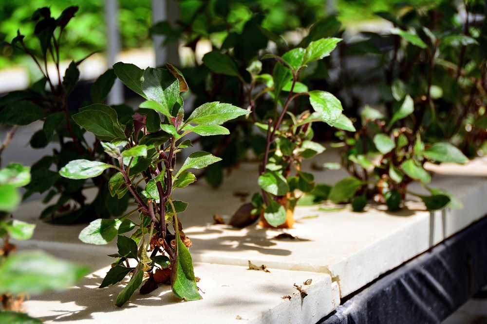 西安沣东农博园 (38).jpg