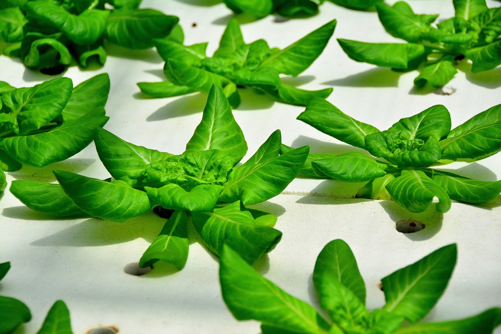 西安沣东农博园 (39).jpg