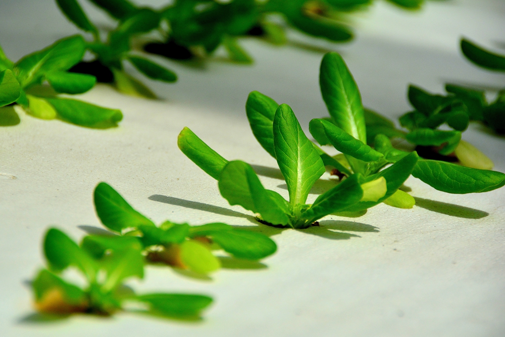 西安沣东农博园 (40).jpg