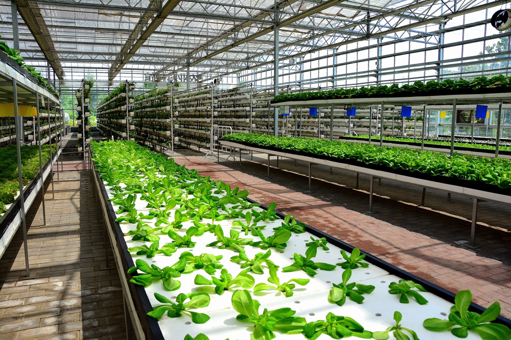 西安沣东农博园 (41).jpg