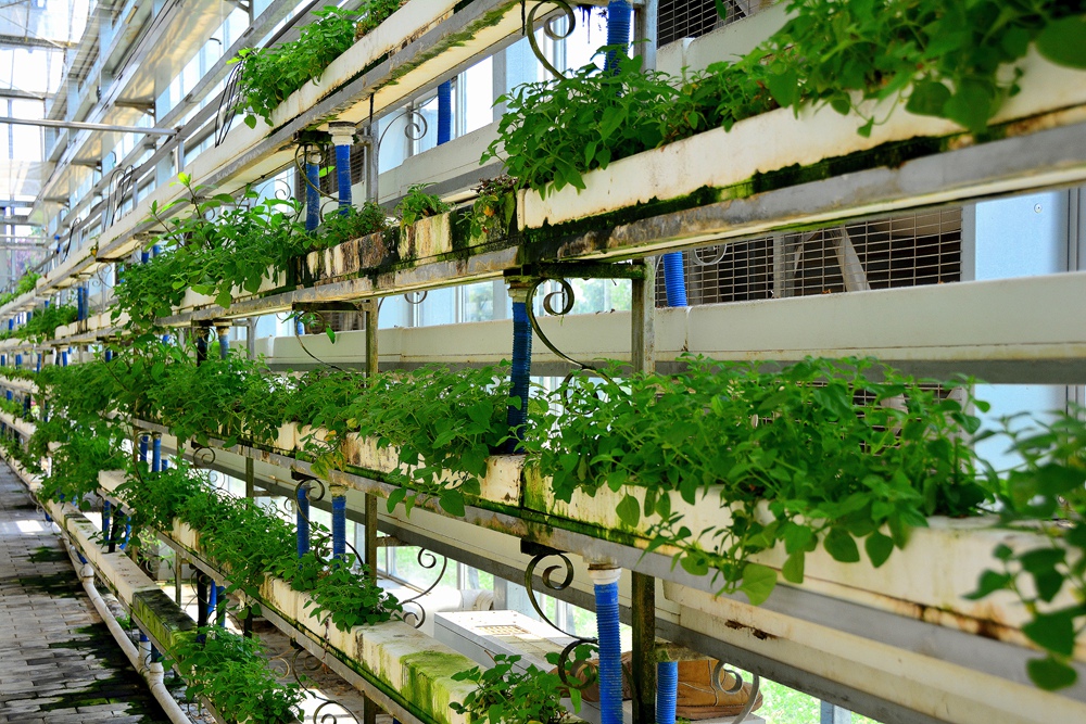 西安沣东农博园 (42).jpg