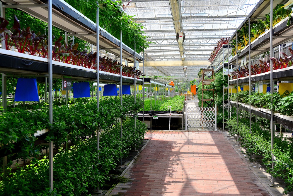 西安沣东农博园 (43).jpg