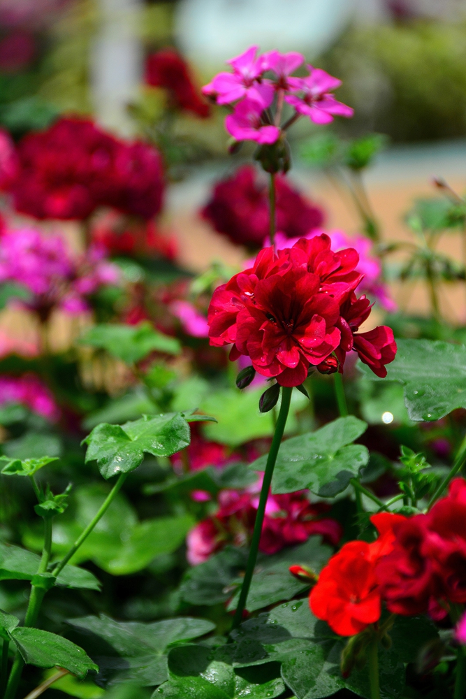 西安沣东农博园 (46).jpg