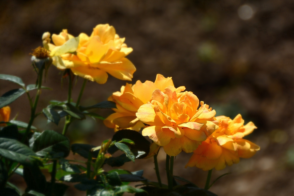 西安沣东农博园 (47).jpg