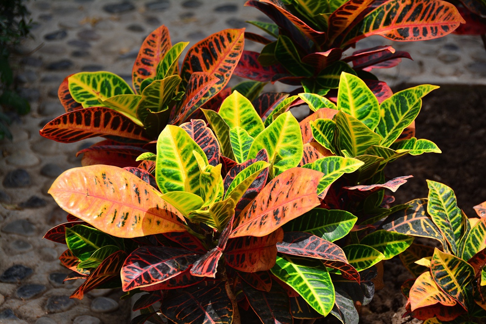 西安沣东农博园 (57).jpg