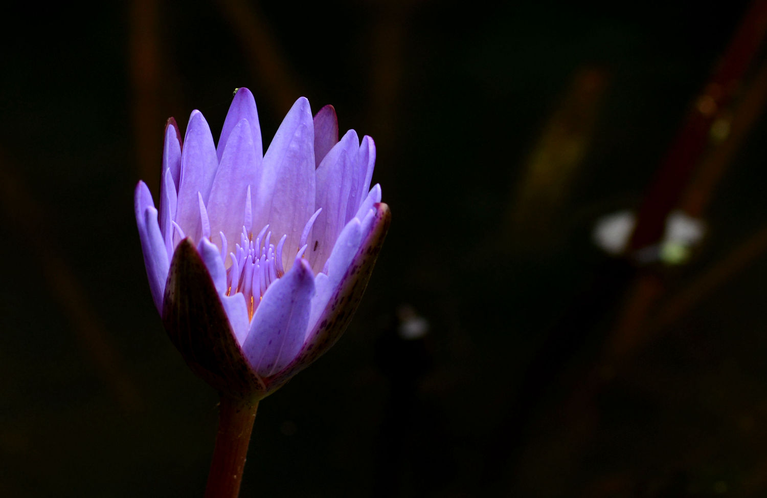 紫色印象  睡莲