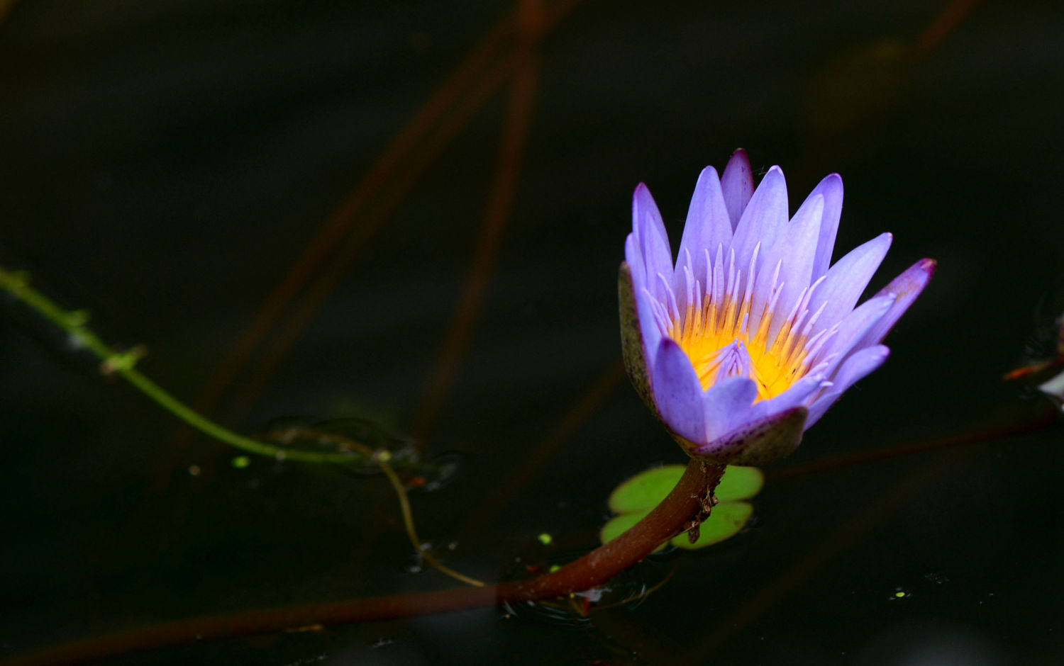 紫色印象  睡莲