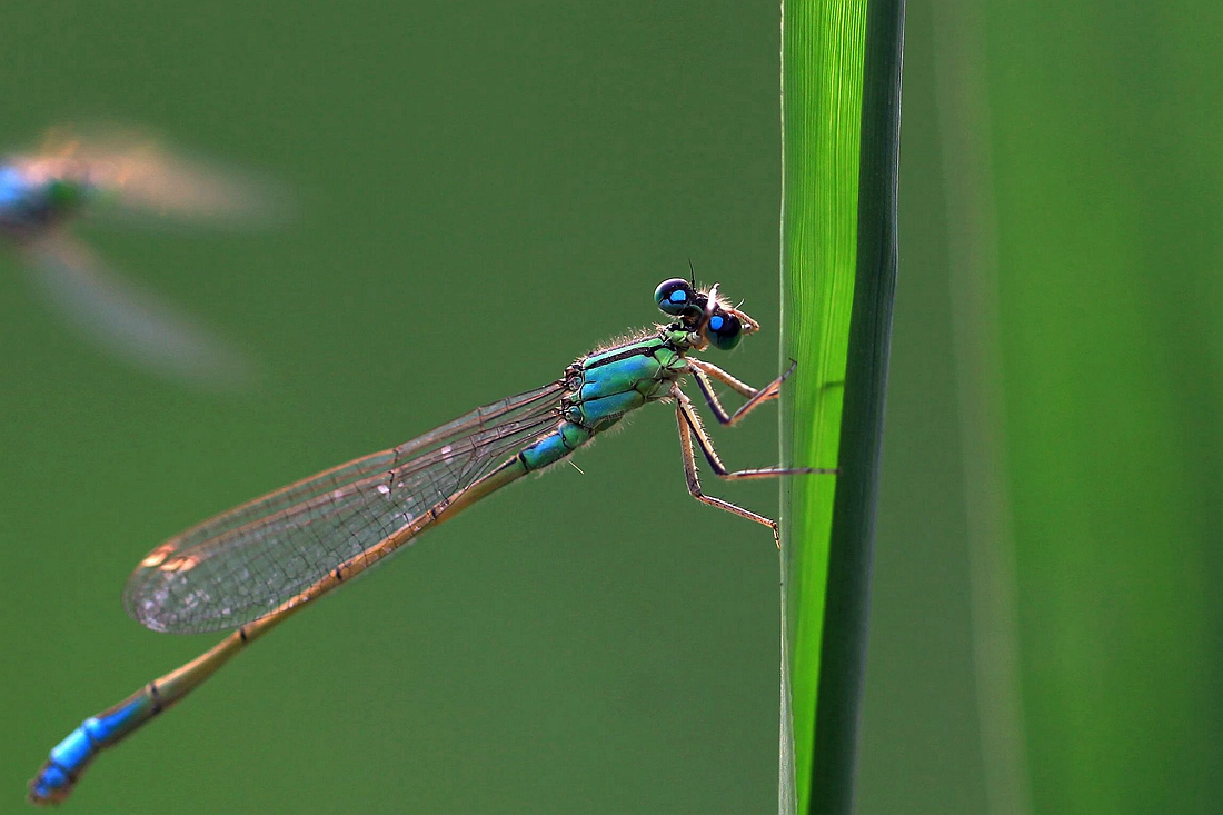豆娘 105_副本.jpg