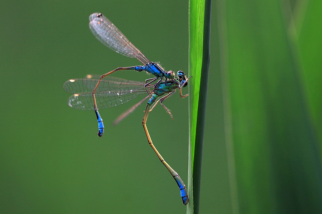 豆娘 107_副本.jpg