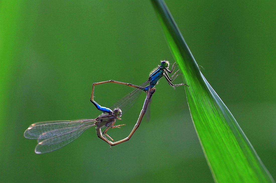 豆娘 112_副本.jpg