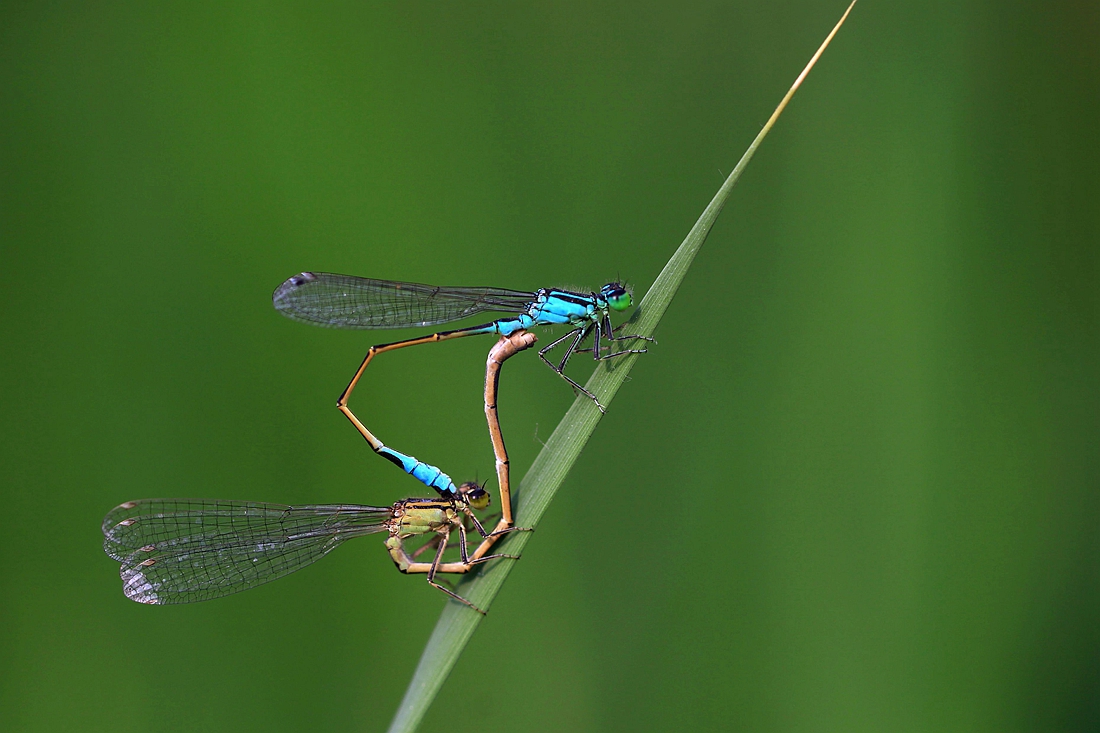 豆娘 263_副本.jpg