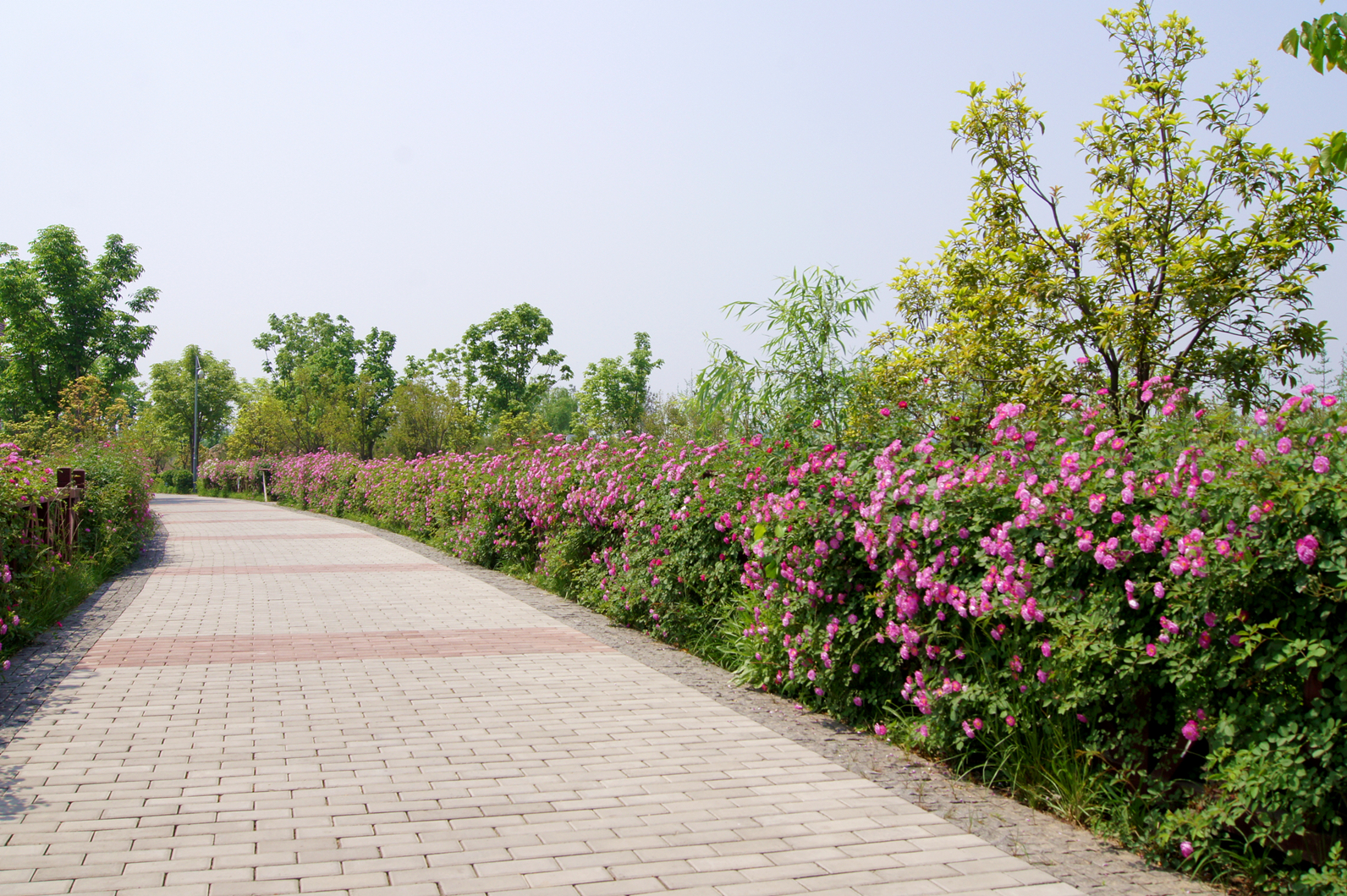 DSC08894_副本.jpg