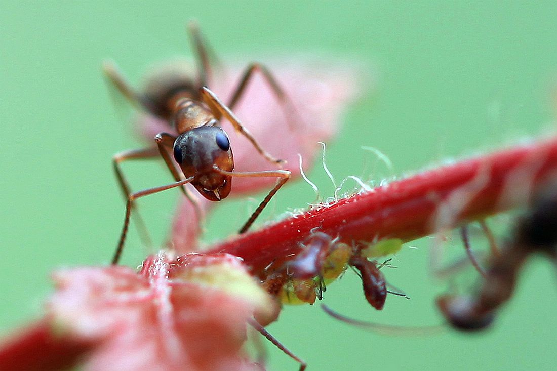 蓝金花虫 480_副本.jpg