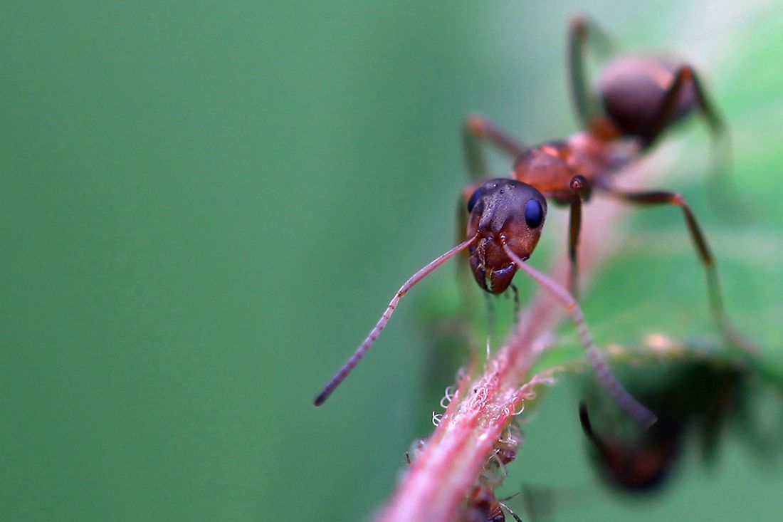 蓝金花虫 438_副本.jpg