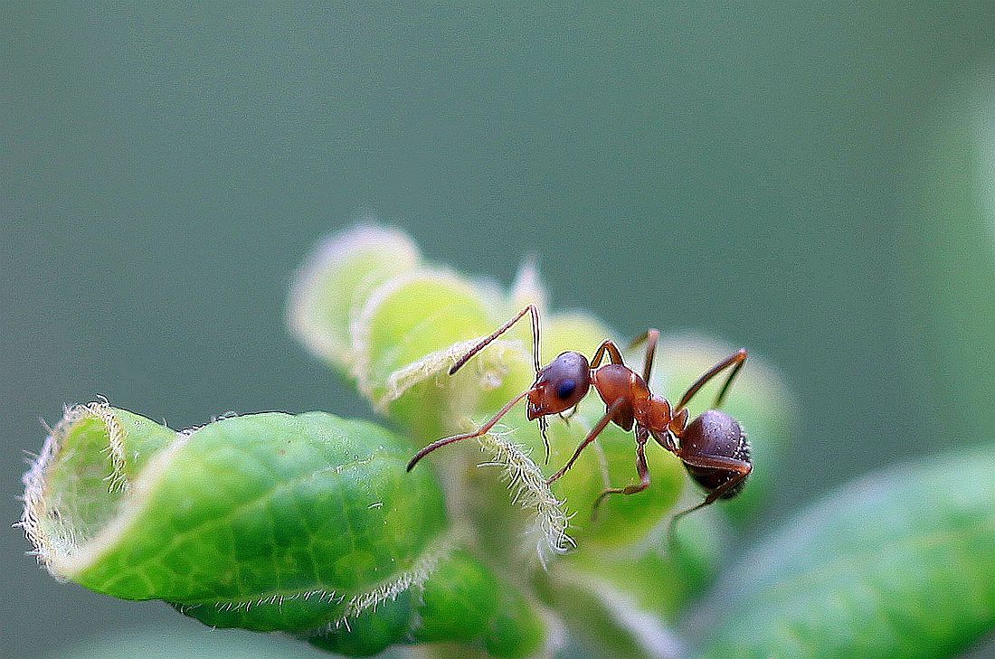 蚂蚁 001_副本.jpg