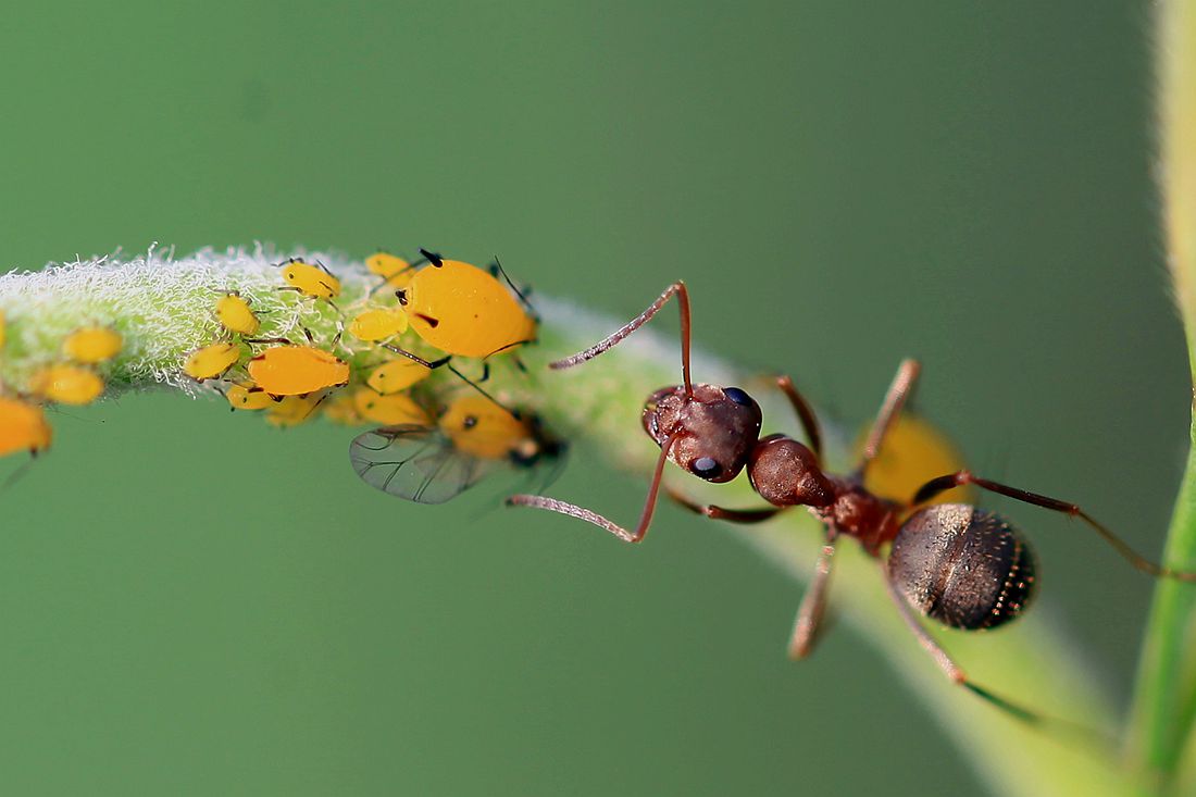 蚂蚁2 401_副本.jpg