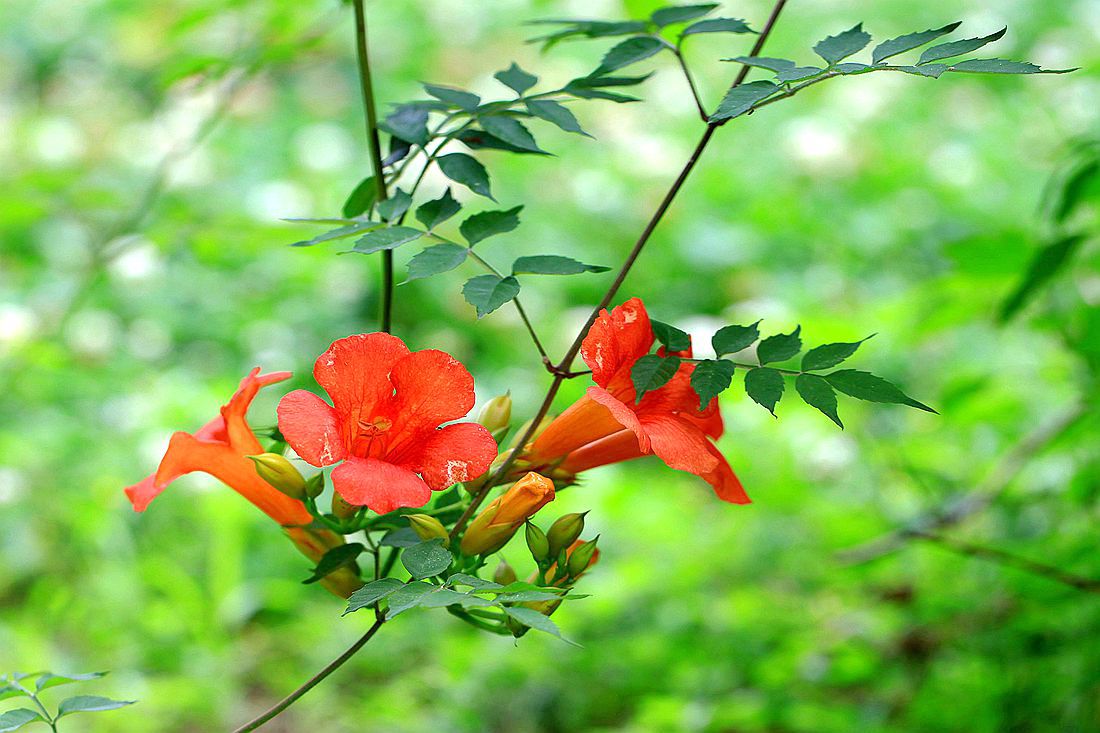 凌霄花 001_副本.jpg