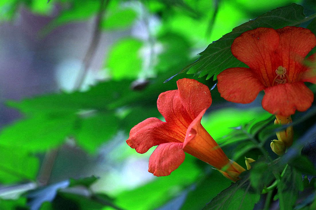 凌霄花 007_副本.jpg