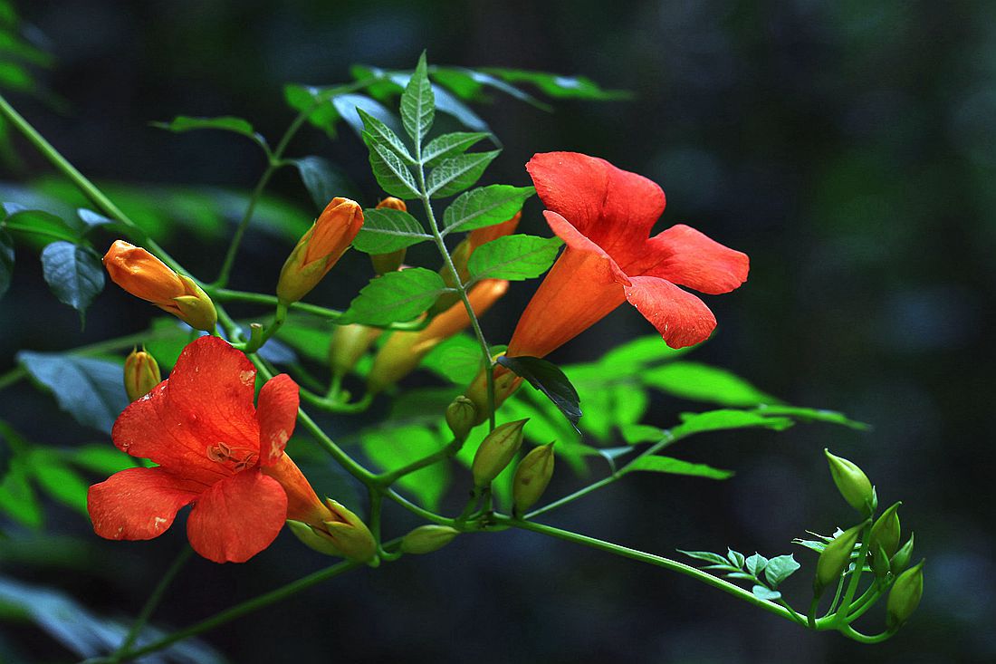 凌霄花 022_副本.jpg