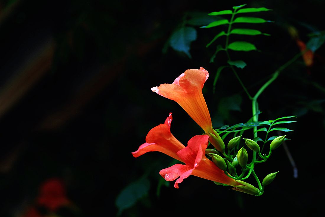 凌霄花 026_副本.jpg