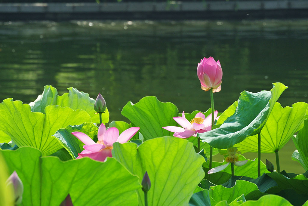 DSC_7928副本.jpg