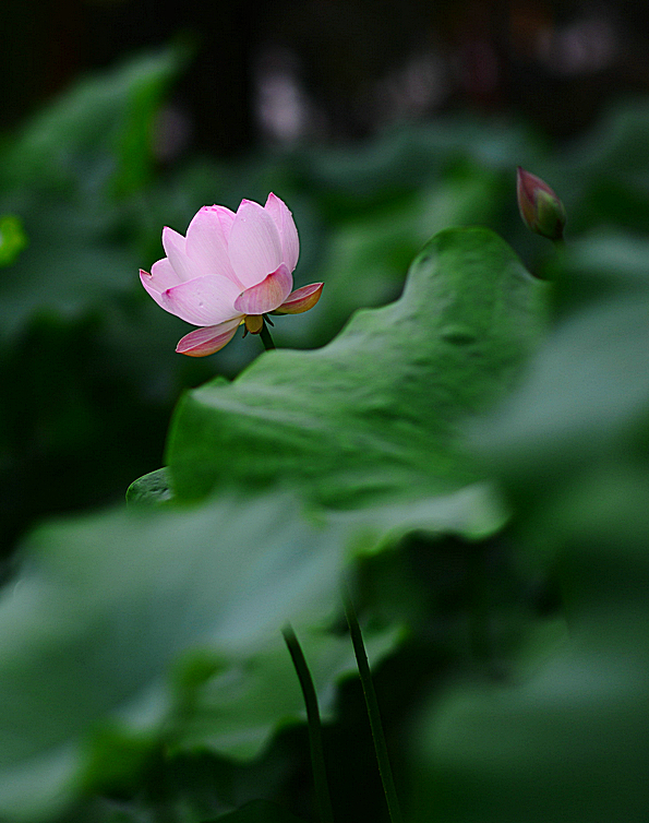 DSC_4878.jpg