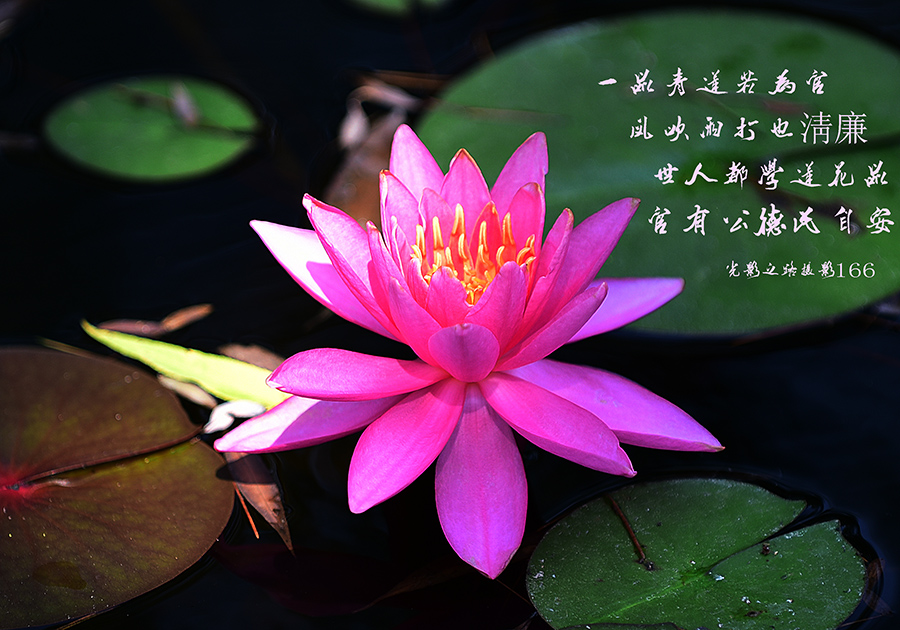 DSC_2801副本009.jpg