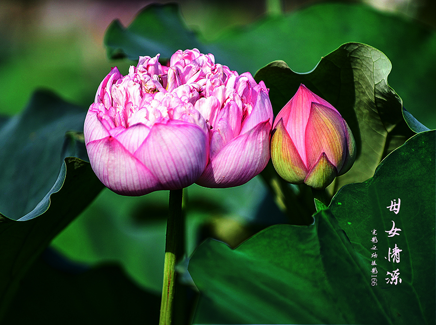 DSC_3425副本002.jpg
