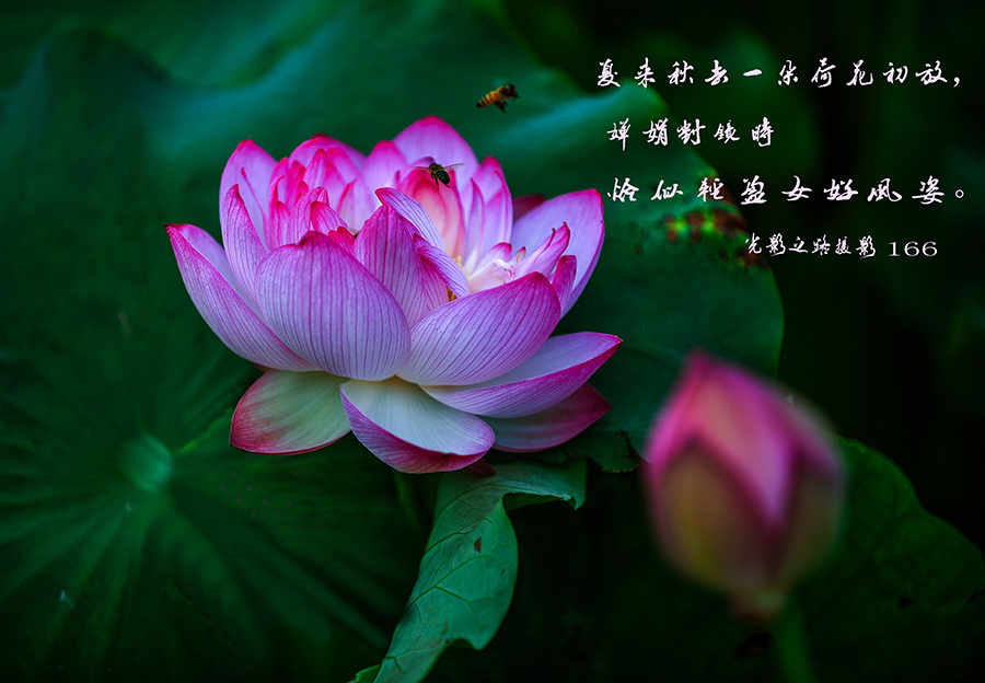 DSC_0165012.jpg