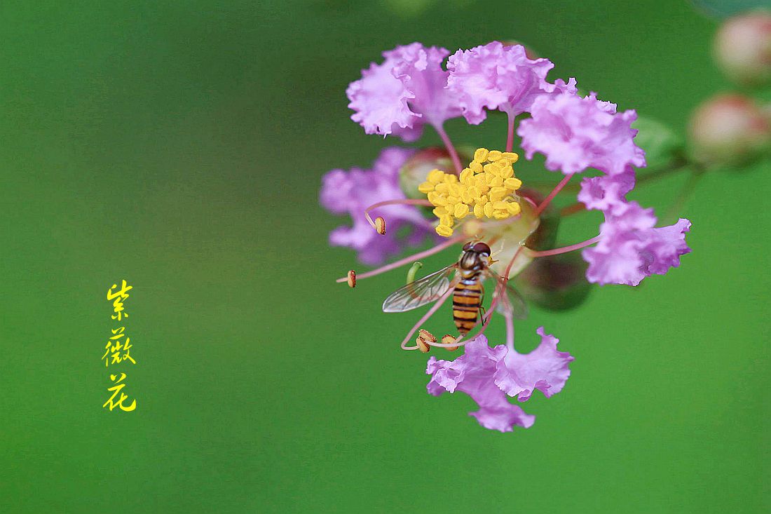 鸭跖草 055_副本.jpg