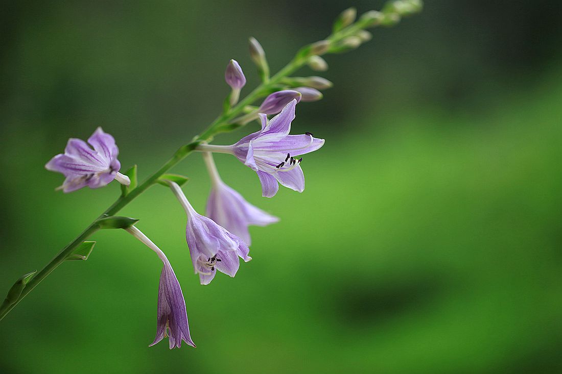 鸭跖草 196_副本.jpg