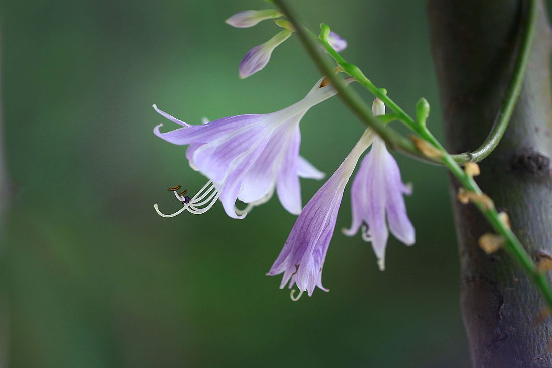 鸭跖草 198_副本.jpg