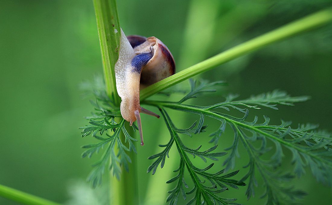 蜗牛 301_副本.jpg