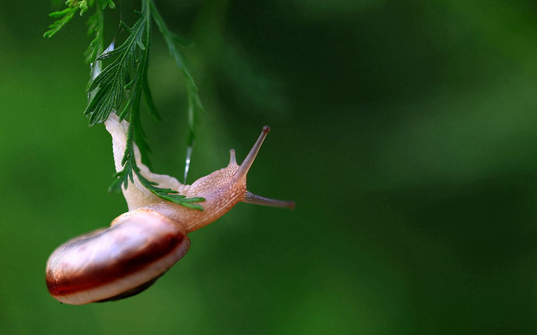 蜗牛 614_副本.jpg