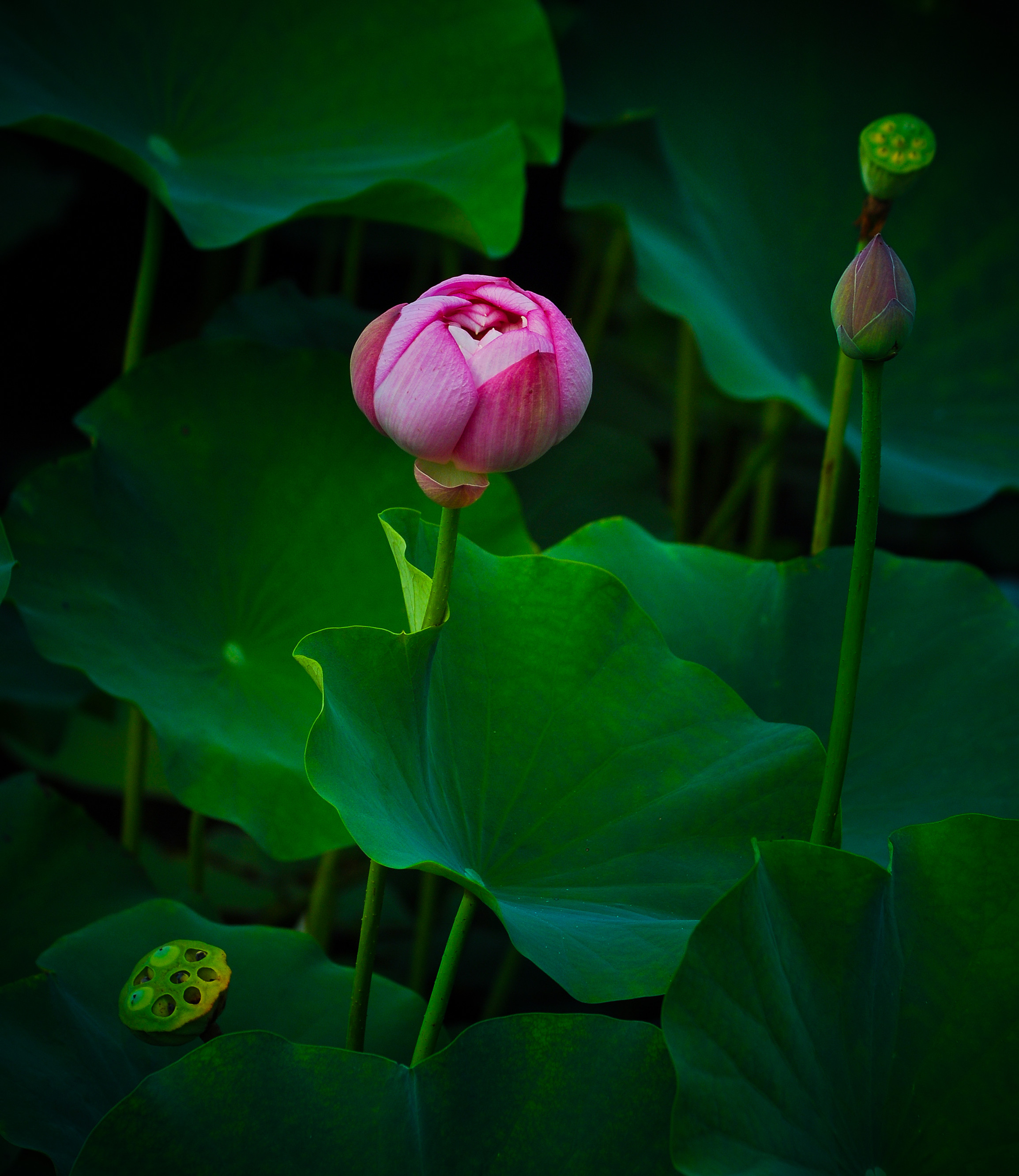 沉静 (4)_副本.jpg