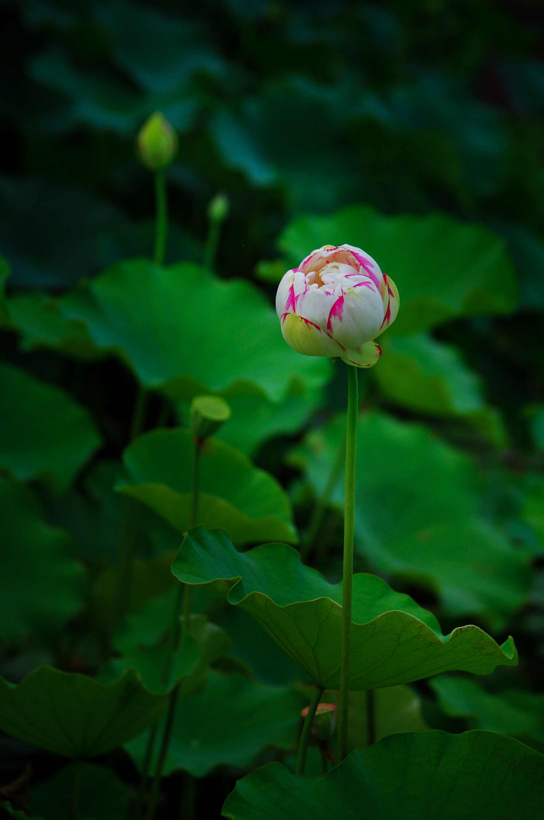 沉静 (5)_副本.jpg