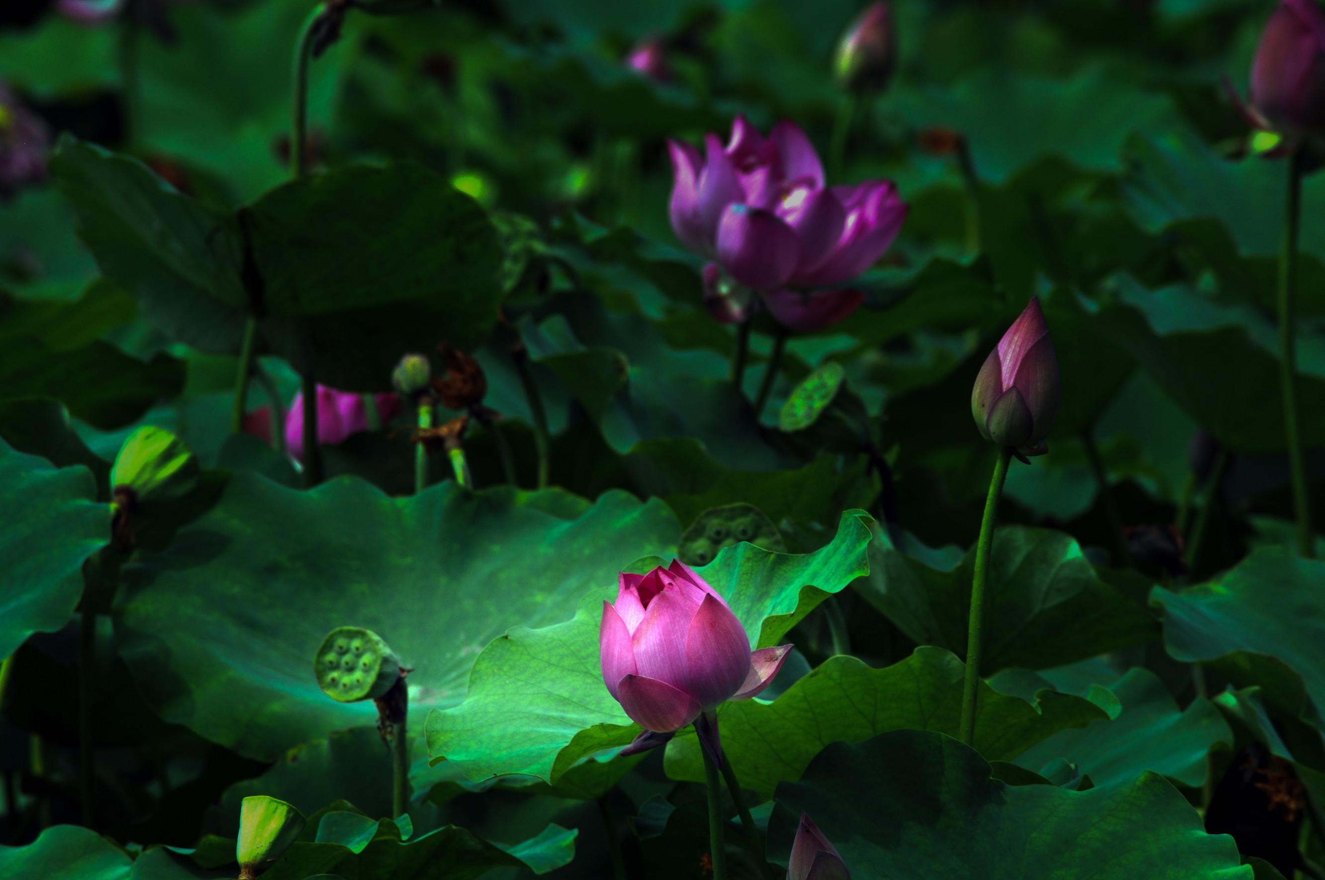 沉静 (1)_副本.jpg