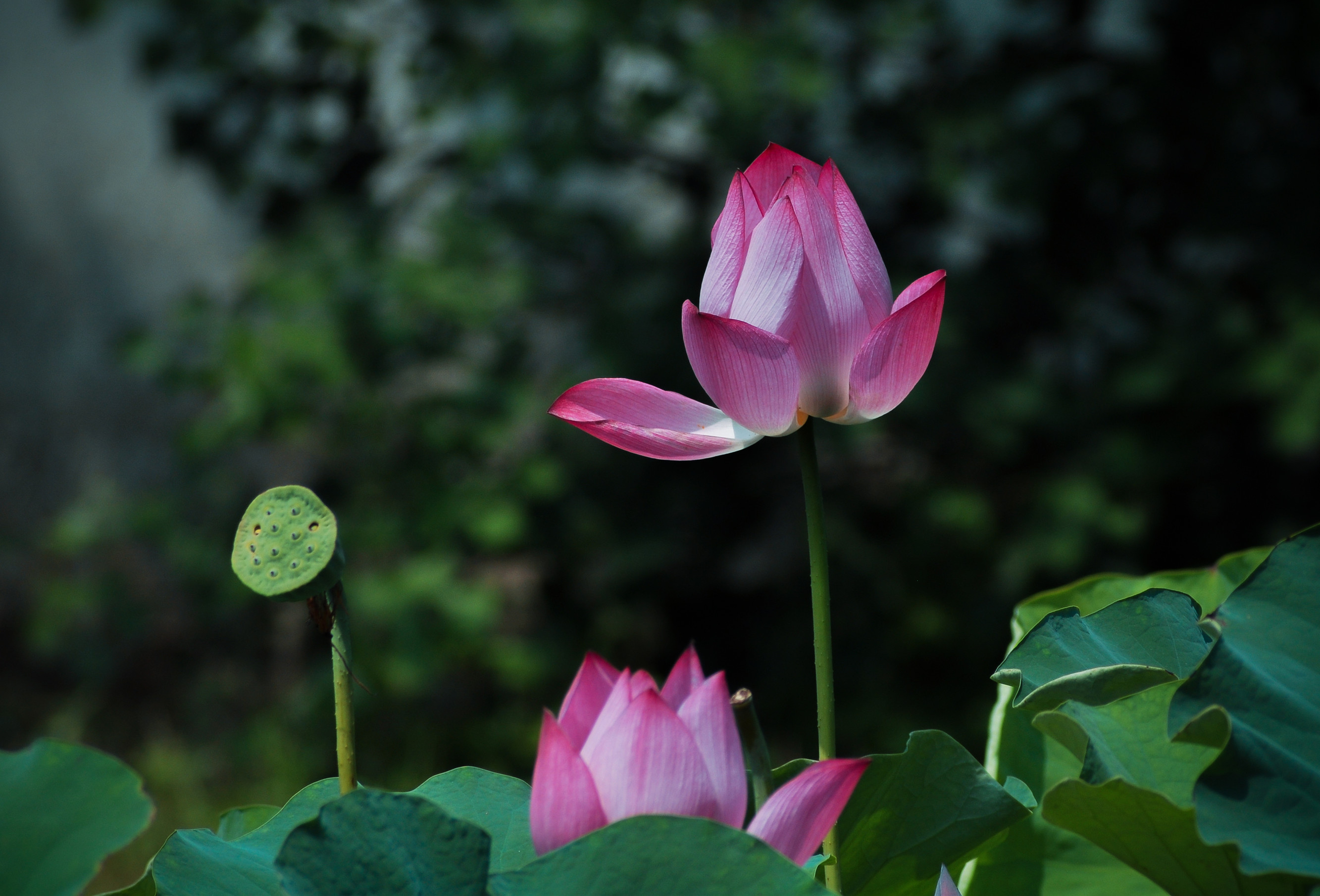 沉静 (2)_副本.jpg