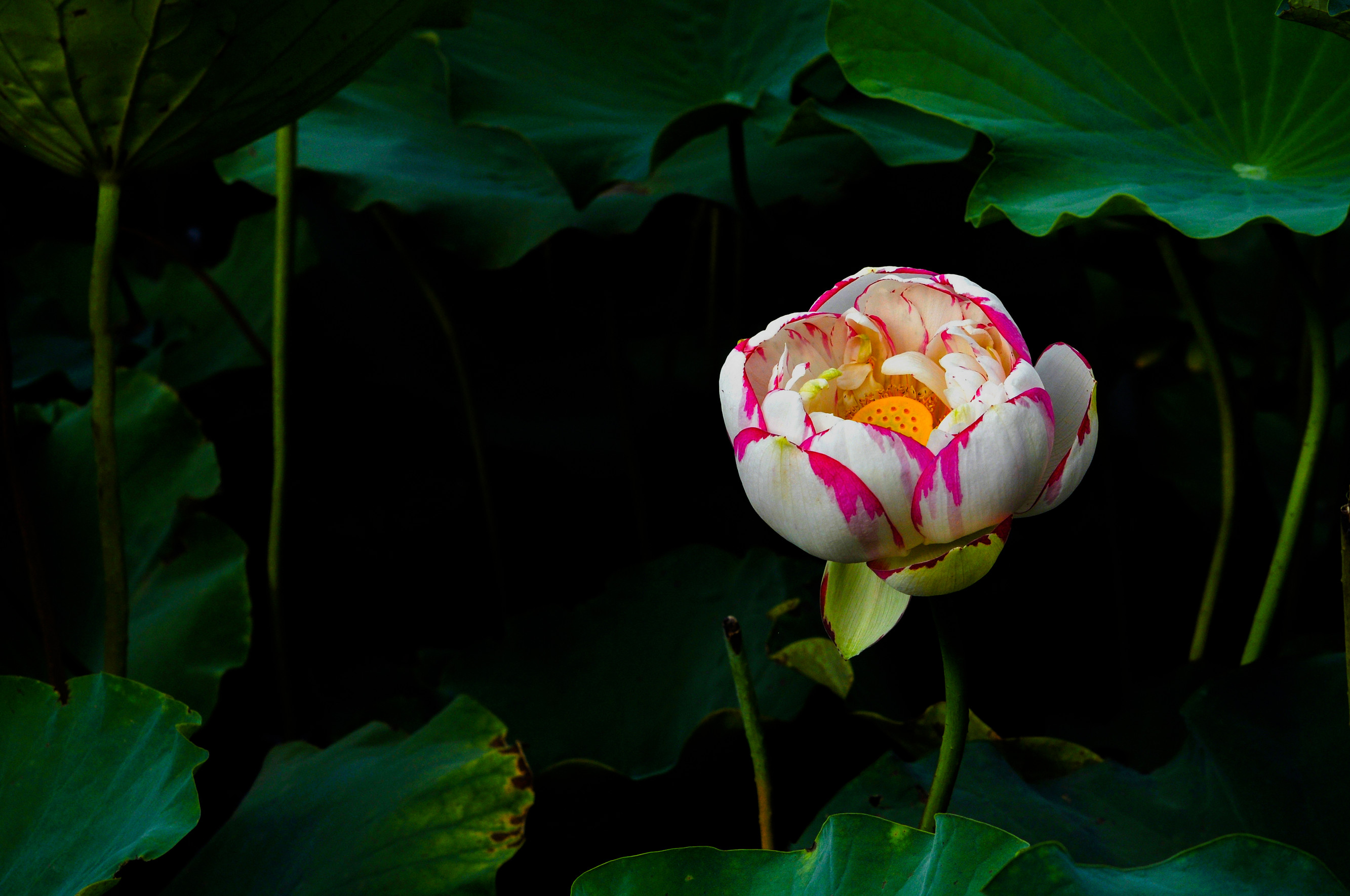 沉静 (6)_副本.jpg