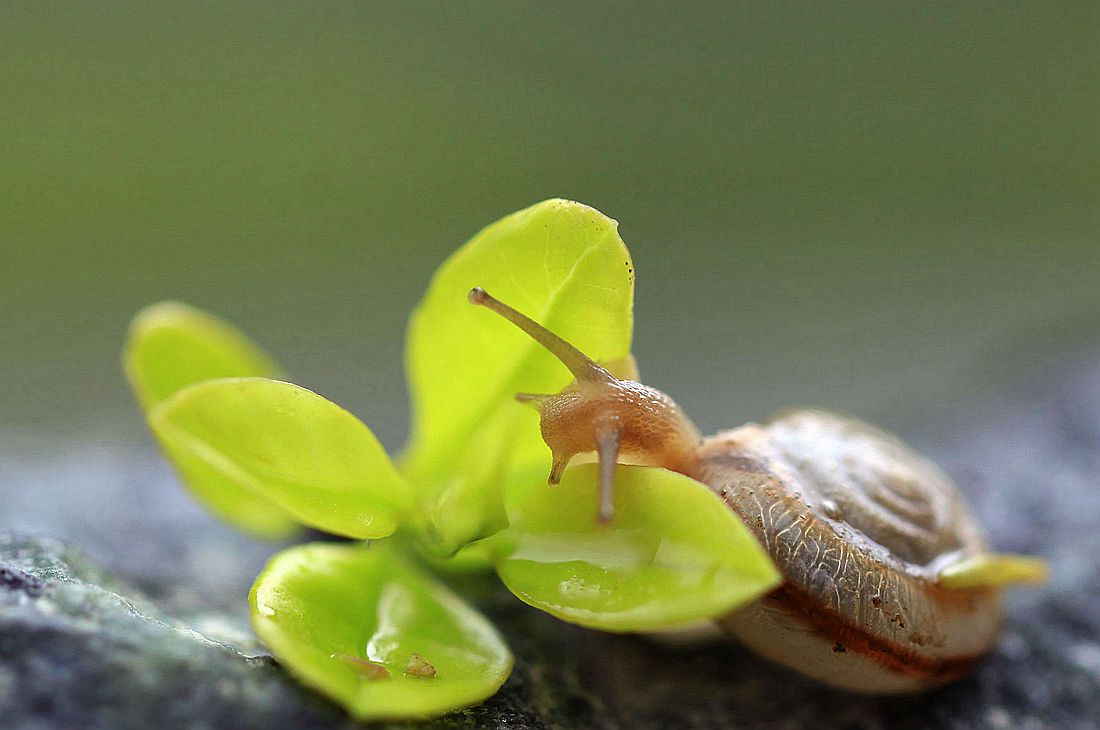 蜗牛2 044_副本.jpg