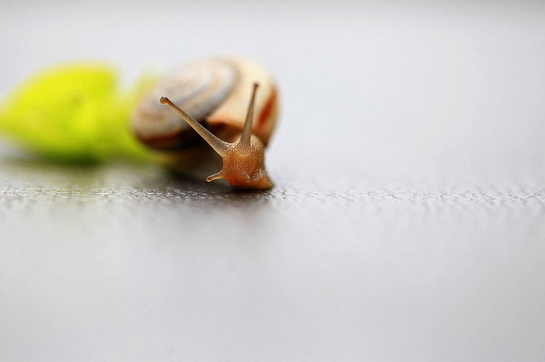 蜗牛2 269_副本.jpg