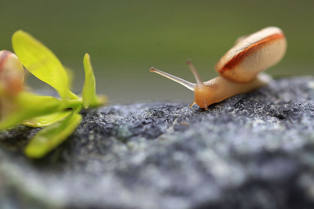 蜗牛2 173_副本.jpg