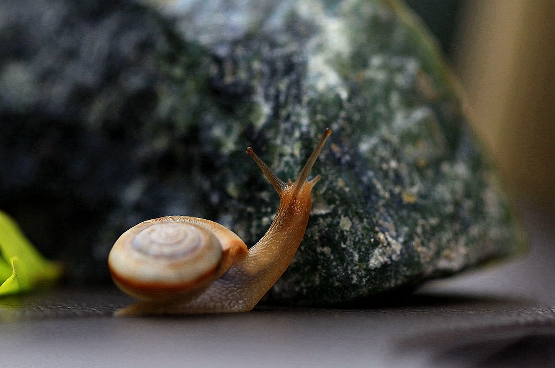 蜗牛2 285_副本.jpg